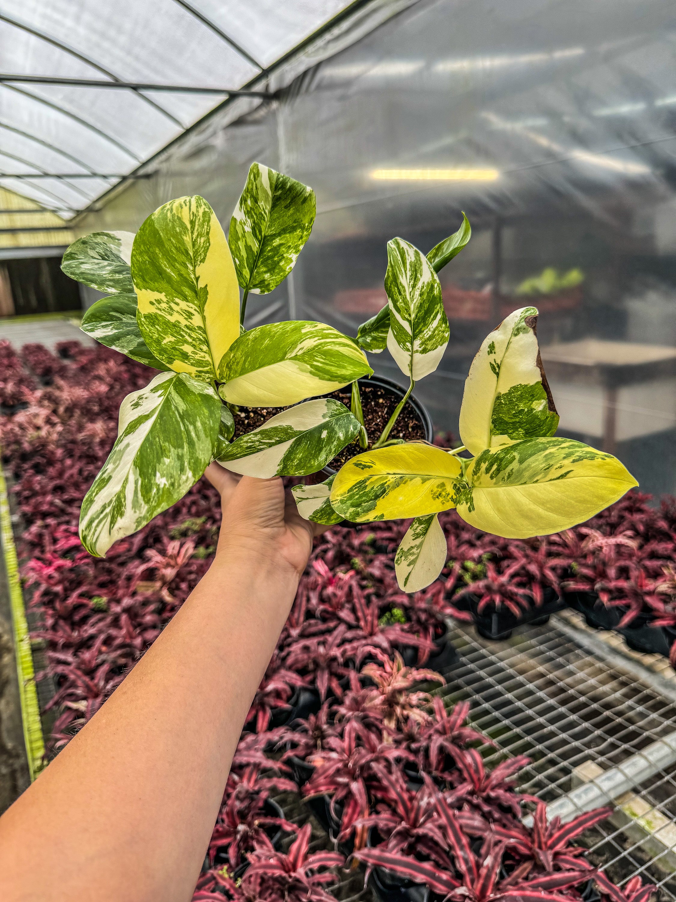 philodendron melonii variegata Philodendron Melanochrysum Variegata Orange