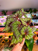 Load image into Gallery viewer, Begonia “Harmony’s Fairy Queen”, 6inch pot NEW RELEASE
