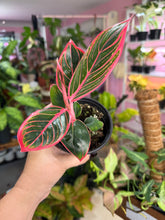 Load image into Gallery viewer, Aglaonema Pink Khanza
