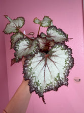Load image into Gallery viewer, Begonia “Harmony’s Milky way”, 4"
