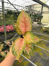 Load image into Gallery viewer, Aglaonema Nu Suntrala 4”
