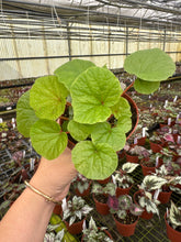 Load image into Gallery viewer, Begonia Paleata
