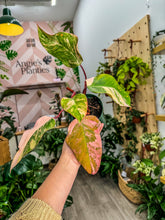 Load image into Gallery viewer, Strawberry Shake Philodendron
