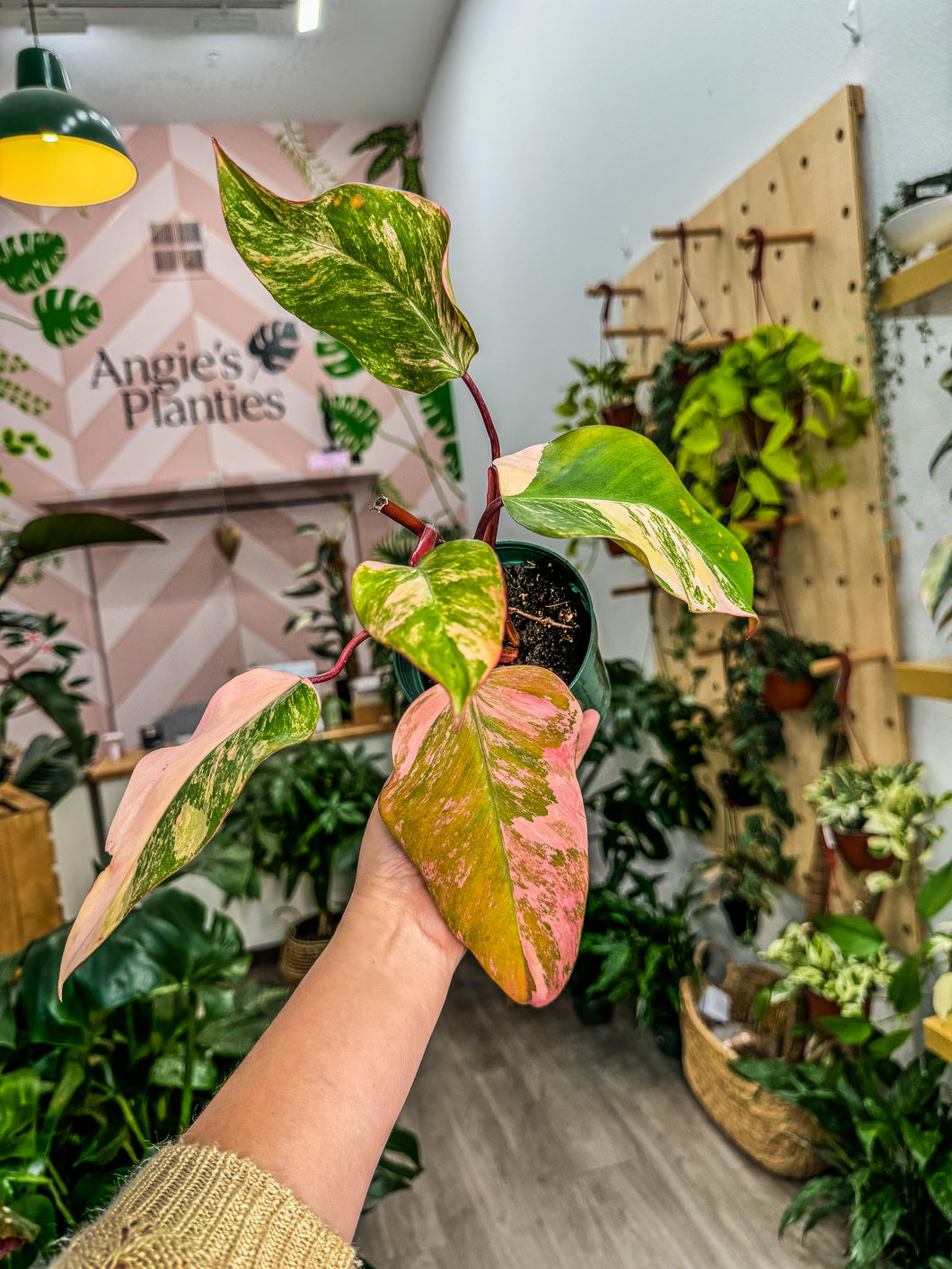 Strawberry Shake Philodendron