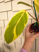 Load image into Gallery viewer, Philodendron “Shady Lady” 4" Rare Find

