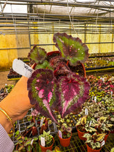 Load image into Gallery viewer, Begonia Harmony’s love potion
