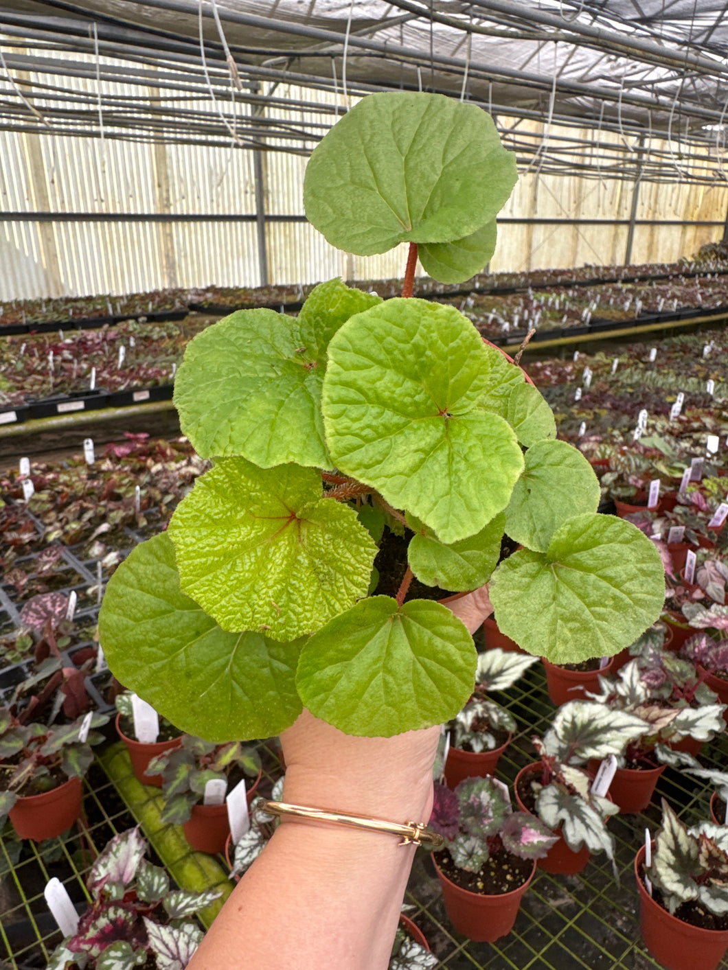 Begonia Paleata