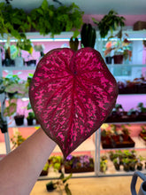 Load image into Gallery viewer, Caladium 102 Rare
