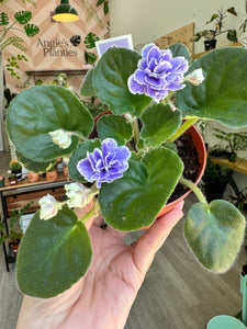 African Violet "Hunter’s Credence", 4” Pot