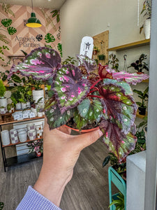 Begonia Rex “ Edna”