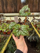 Load image into Gallery viewer, Begonia Rex “ Harmony’s Confetti”
