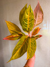 Load image into Gallery viewer, Aglaonema Mulan 4”
