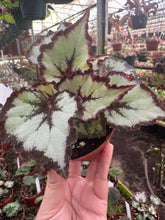 Load image into Gallery viewer, Begonia Harmony’s Flame Song New Relase
