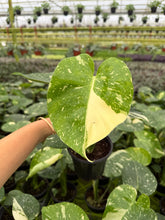 Load image into Gallery viewer, Monstera Thai Constellation 4”
