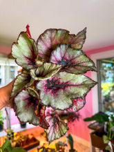 Load image into Gallery viewer, Begonia Rex “ Koala Red”
