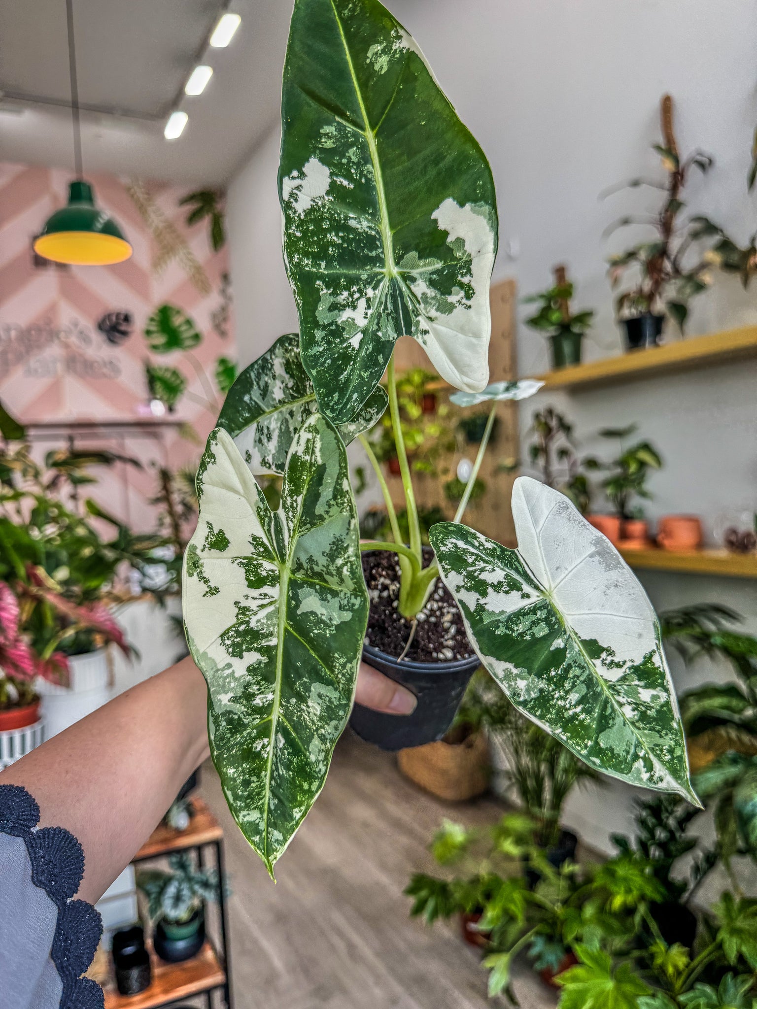 frydek elephant ear plant Variegated Alocasia Frydek