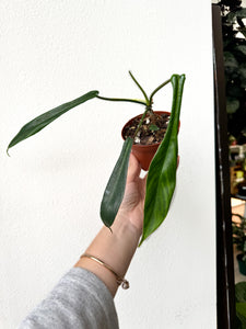 philodendron joepii seeds Philodendron joepii