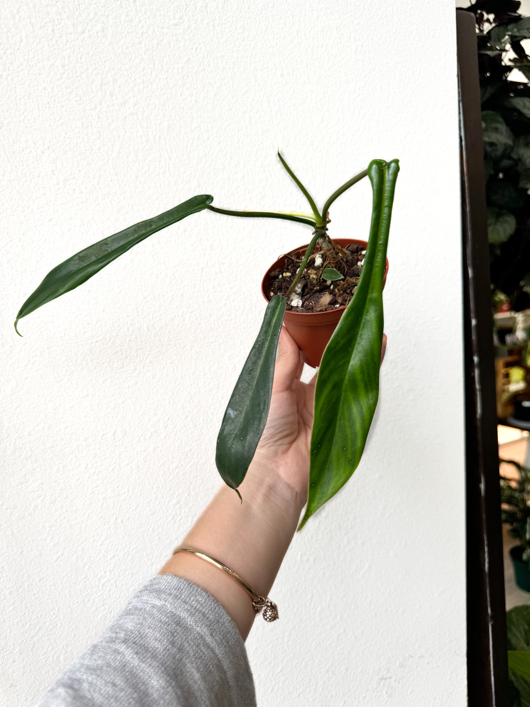 philodendron joepii price Philodendron joepii
