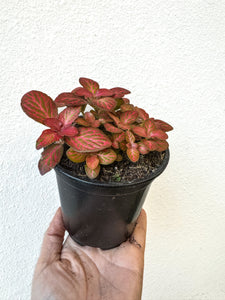 4" Fittonia Red- New Hybrid