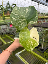Load image into Gallery viewer, Monstera Thai Constellation 4”

