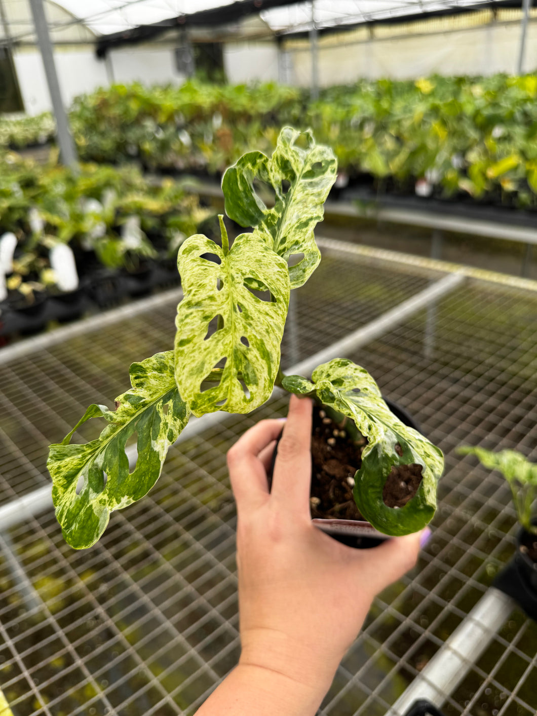 Monstera Adansonii Moltted