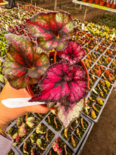 Load image into Gallery viewer, Begonia Harmony Goth doll
