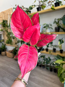 Aglaonema Super Red 4”