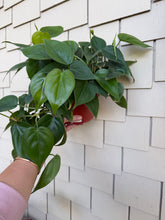 Load image into Gallery viewer, Philodendron Cordatum “Heart Leaf Philodendron” 6”

