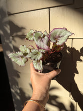 Load image into Gallery viewer, Begonia Rex “ Burdeos
