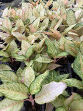 Load image into Gallery viewer, Aglaonema Frozen 4”
