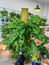Load image into Gallery viewer, 6&quot; Monstera Adansonii Wide Form Totem Pole
