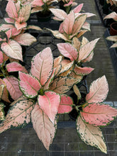 Load image into Gallery viewer, Aglaonema Pink Maroon New!!
