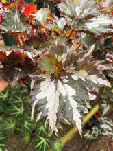 Load image into Gallery viewer, Begonia H Medusa
