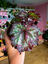 Load image into Gallery viewer, Begonia Rex “Harmony’s Cherry Bomb”
