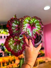 Load image into Gallery viewer, Begonia “Harmony’s Voodoo Queen”, 4"
