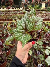 Load image into Gallery viewer, Begonia Rex “ Harmony’s Confetti”

