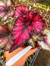 Load image into Gallery viewer, Begonia Harmony Goth doll
