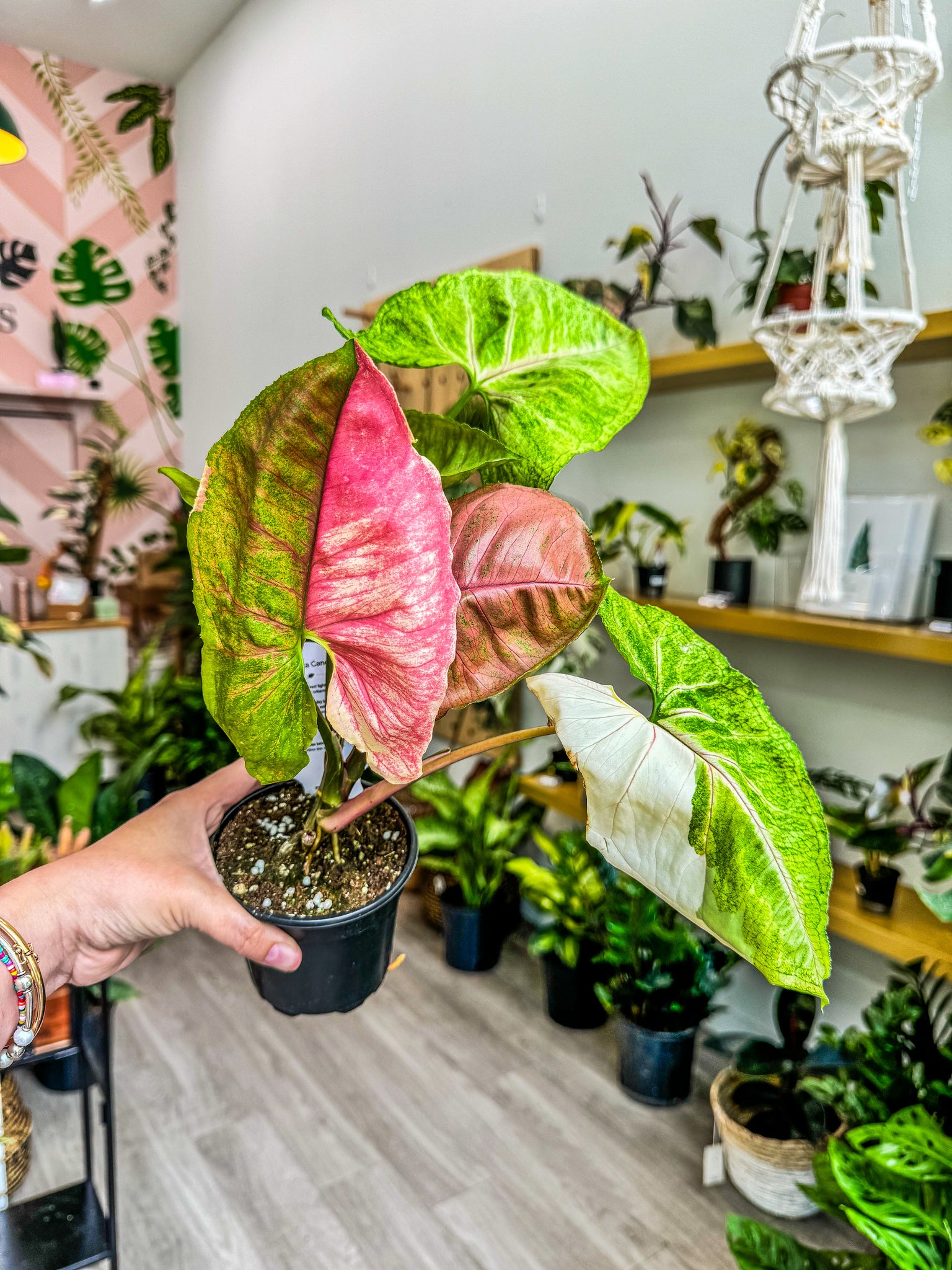 Strawberry retailer Ice Syngonium high variegation