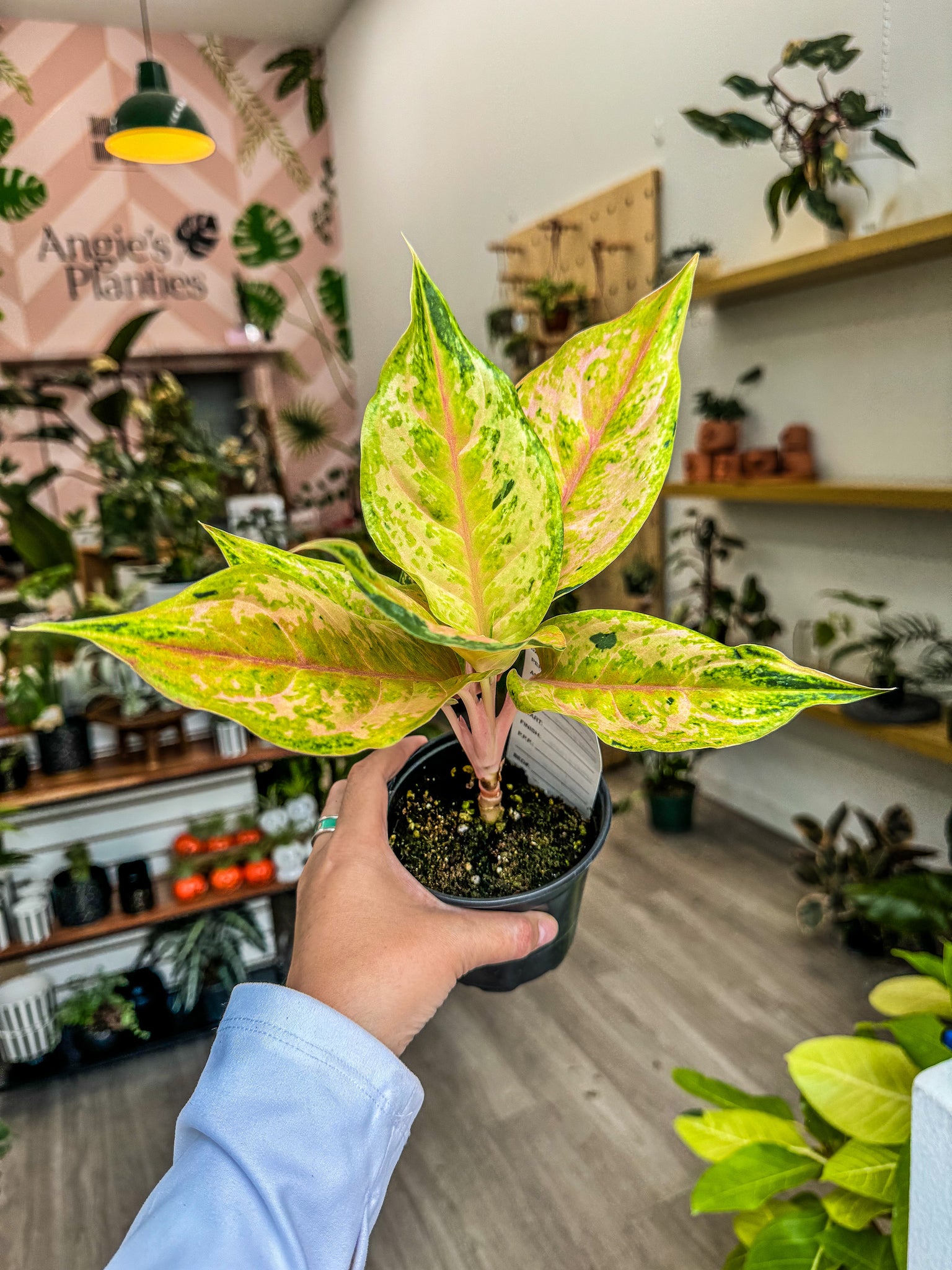 buy aglaonema plant Aglaonema Light of Diamond 4"