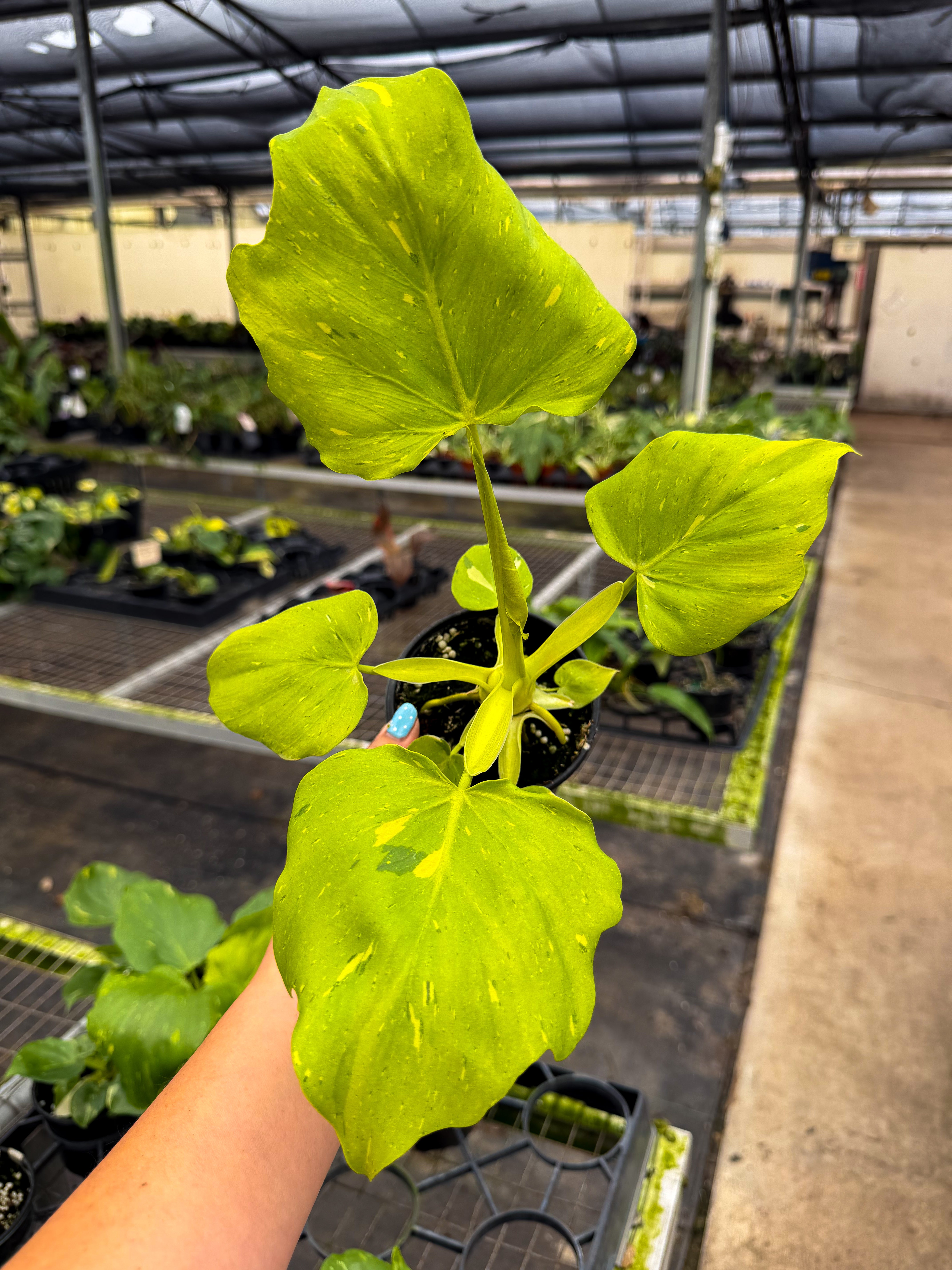 その他観葉植物 Philodendron warscewiczii Variegata Philodendron warscewiczii variegated – Angie's Planties