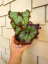 Load image into Gallery viewer, Begonia Rex “Harmony’s Joker” Rare Find

