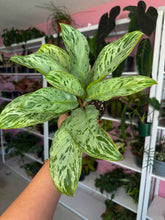Load image into Gallery viewer, Aglaonema Donatello 4”
