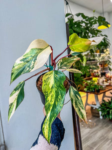 Strawberry Shake Philodendron A (High variegation)
