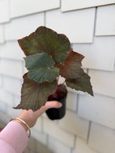 Load image into Gallery viewer, Begonia “Taconite” , 4"
