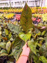 Load image into Gallery viewer, Aglaonema Red Army 4”
