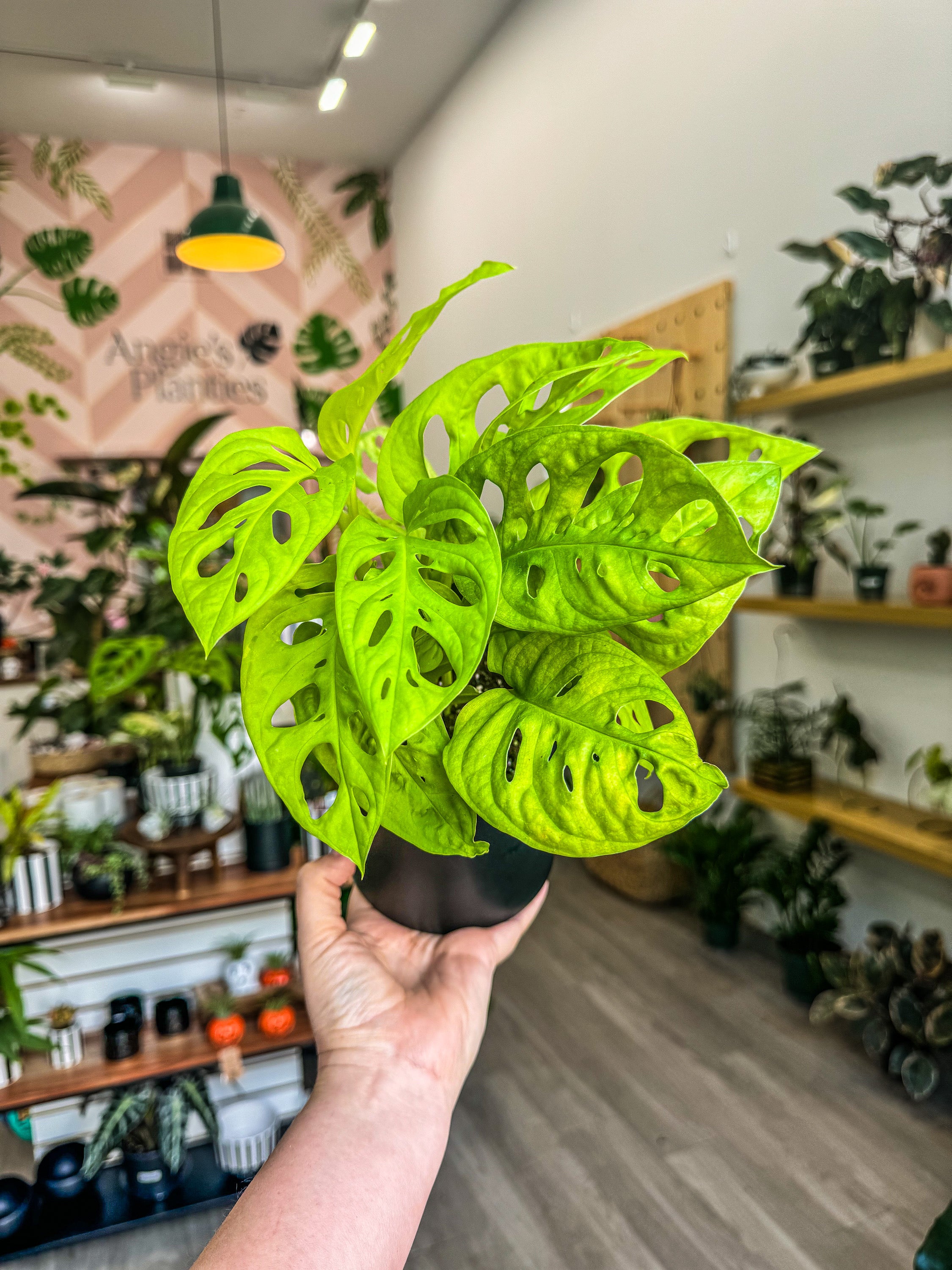 114」Monstera Adansonii Aurea Variegata マドカズラ 斑入り