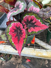 Load image into Gallery viewer, Begonia “Harmony’s Ruby Eclipse”, 4"
