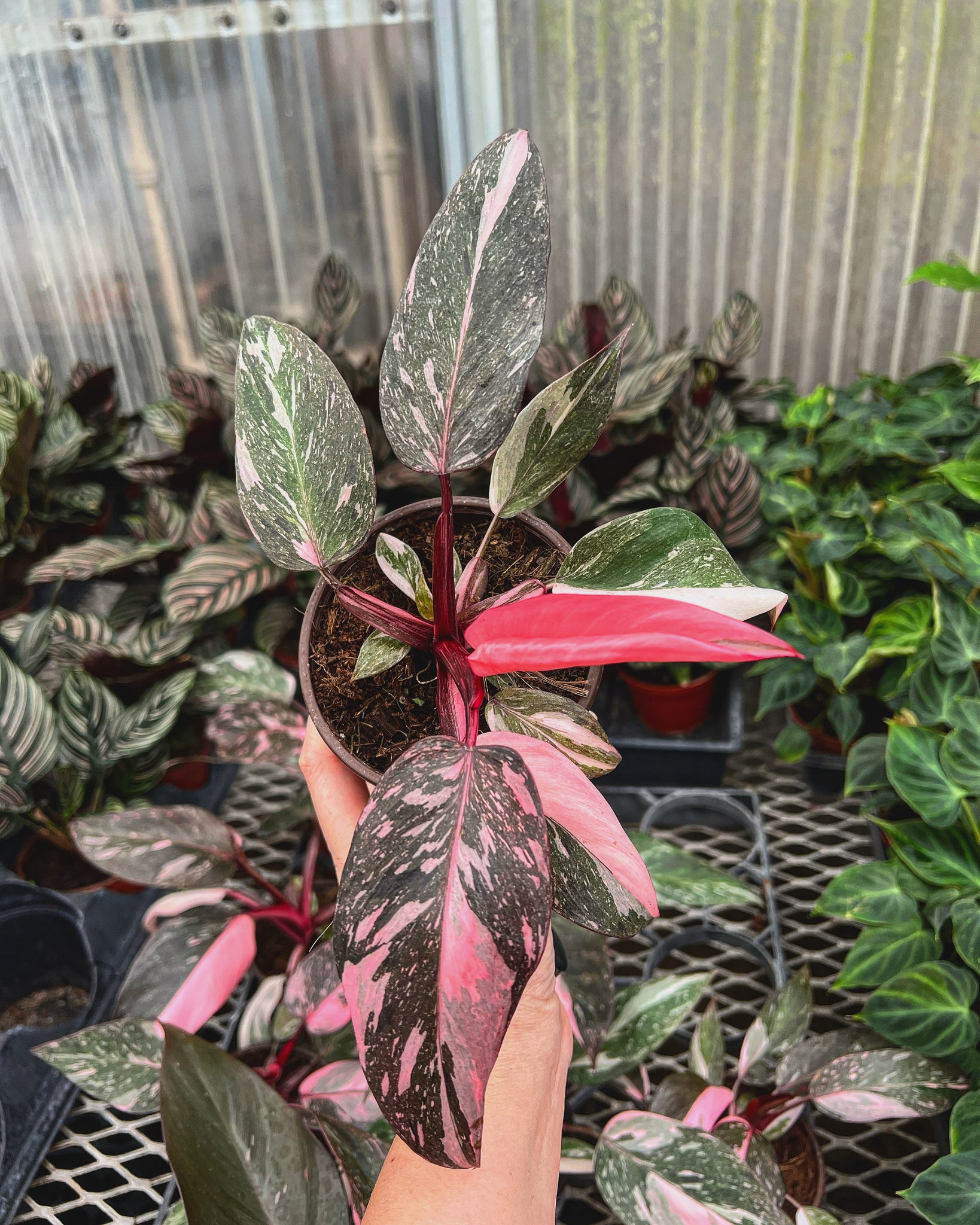 buy pink princess philodendron Philodendron 'Pink Princess