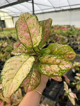 Load image into Gallery viewer, Aglaonema Candy Cotton
