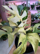 Load image into Gallery viewer, Monstera tetrasperma white monster 6” TP
